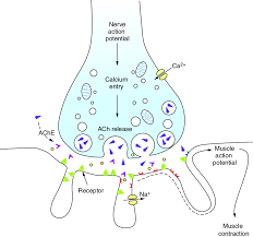 <p>Space between the synapse and the muscle fiber— ACh is transported by vesicles to the presynaptic membrane, where ACh is released into the neuromuscular junction. </p><p>ACh binds to <mark data-color="blue">nicotinic receptors</mark> on muscle cell, allowing Na+ ions to depolarize the postsynaptic cell. If an AP occurs, Ca+ ions are released and electrical currents are generated → <strong>Muscle fiber activation</strong></p><p>If ACh does not bind to nicotinic receptors, it is metabolized by AChE into acetate and choline. </p><p>EMG indirectly measures the rate of APs/release of acetylcholine into NMJ.</p>