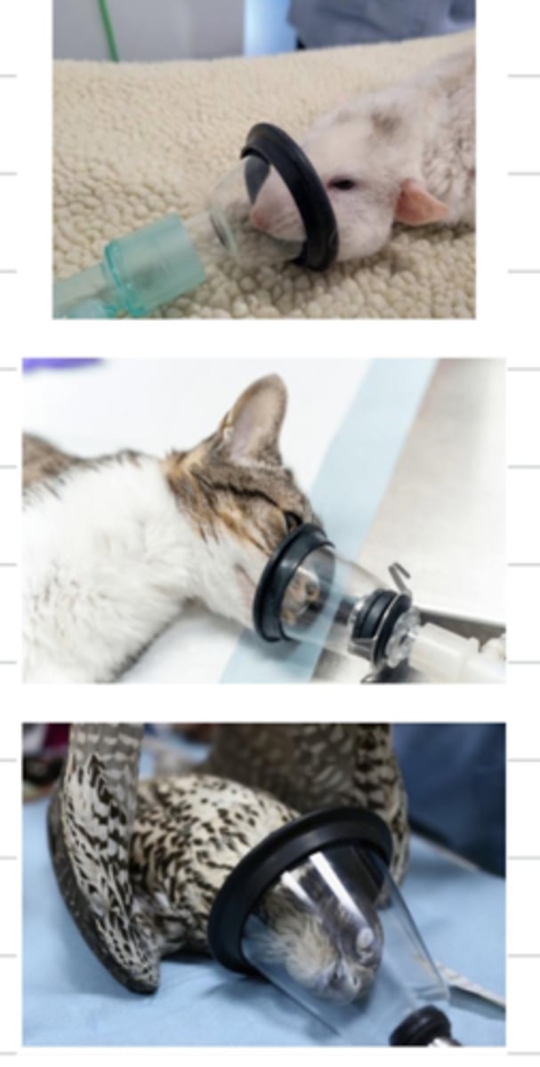 <p>YES, because inductors depress the respiratory system. we provide O2 with a mask.</p>