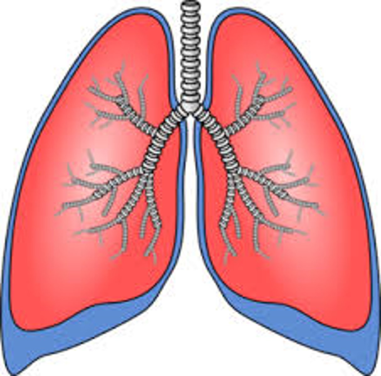 <p>lungs</p>