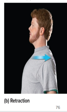 <p>moving shoulders backward, <strong>military position</strong></p>