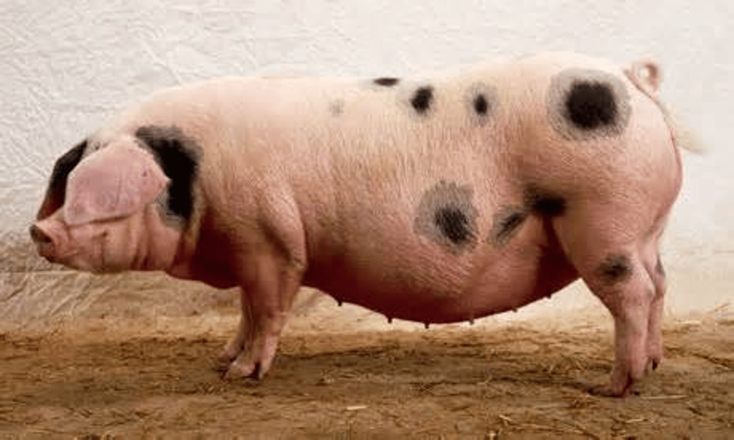 <p>loop ears, larger ears than the poland china, high quality meat, extensive system</p>