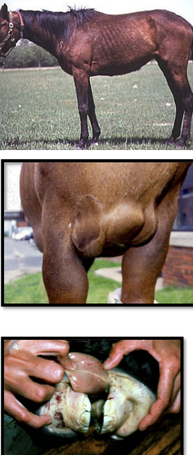 <p>1. acute</p><p>2. chronic</p><p>3. inapparent (long-term infection)</p>