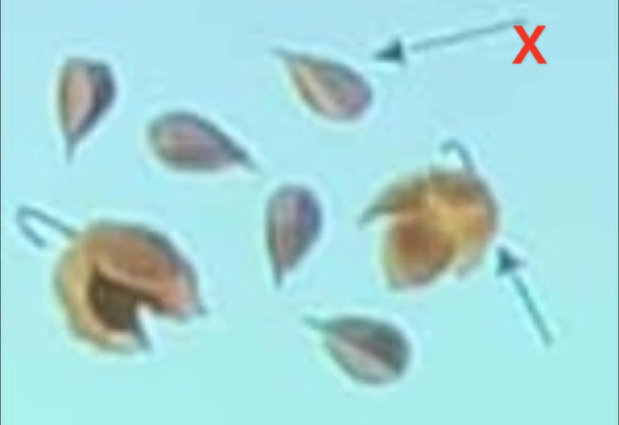 term image