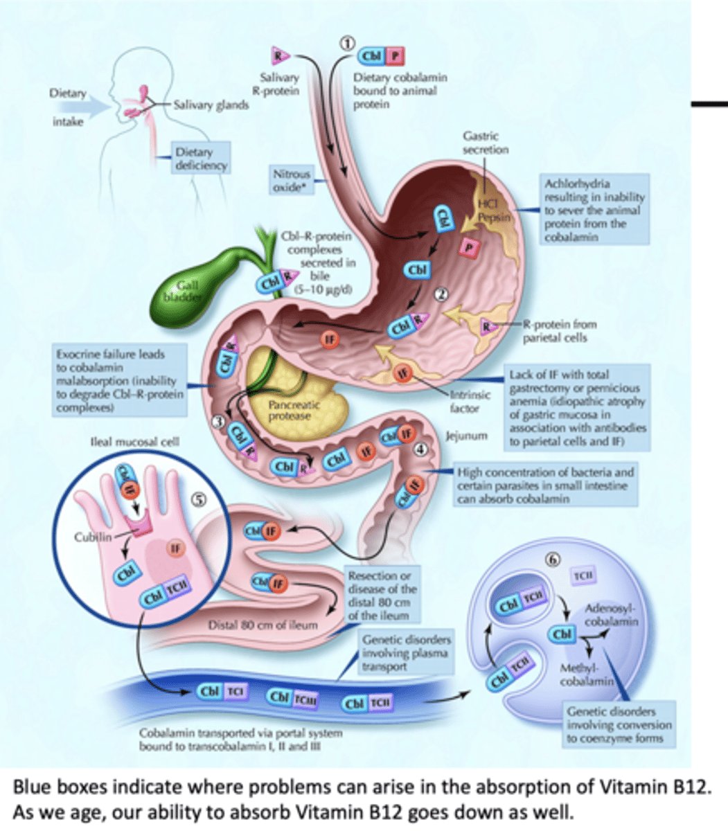 <p>vitamin B12 absorption:</p>