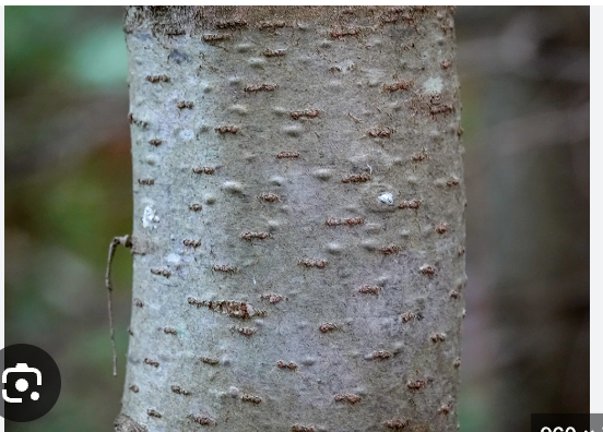 <p>abies balsamea pinaceae</p>