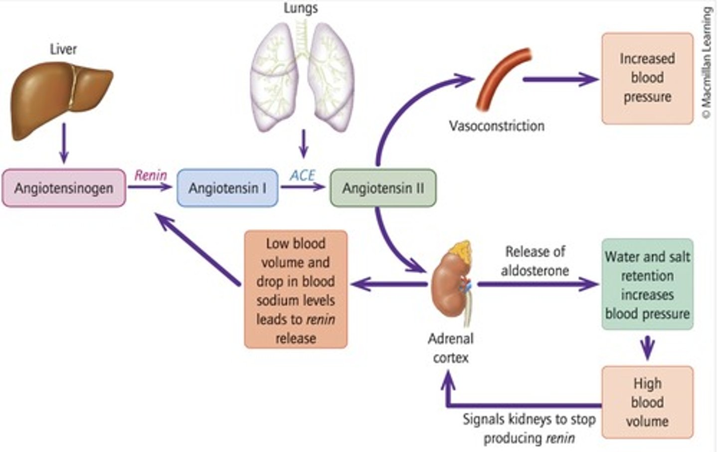 <p>Hormone that promotes salt and water retention. Produced in response to angiotensin II being produced by ACE</p>