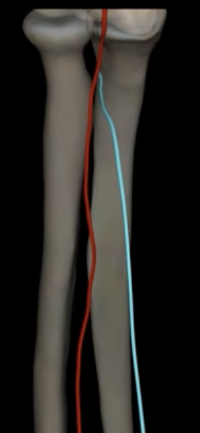 <p>What is highlighted in blue?</p>