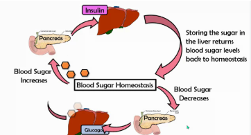 <p>glucagon signals the liver to release stored glycogen back into the bloodstream</p>