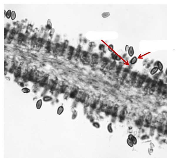 <p>figure 8 (basidiomycota)</p>