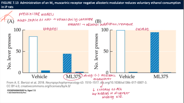 <ul><li><p><strong>ML375 ↓ ethanol lever presses</strong>; <strong>no effect on sucrose</strong> responding</p></li><li><p>Acts as a <strong>negative allosteric modulator</strong> at <strong>M5</strong>, dampening ACh-M5 signaling</p></li><li><p><span data-name="brain" data-type="emoji">🧠</span> <em>Takeaway:</em> <strong>M5 receptors facilitate alcohol reward</strong> (likely via DA); <strong>M5 inhibition selectively reduces ethanol seeking</strong> without general suppression of reward.</p></li></ul><p></p>