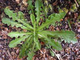 <p>Hypochaeris radicata</p>