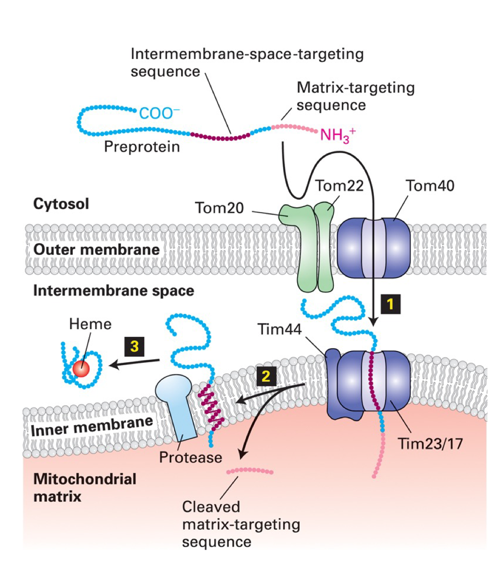 <p>Targeting of proteins to intermembrane space requires <strong><span>second, hydrophobic targeting sequence</span></strong> that partially blocks protein from passing through <span style="color: purple">TIM23/TIM17 import pore</span> → stalled protein released from pore into membrane where membrane-anchored <strong><span style="color: inherit">protease</span></strong> releases it into intermembrane space</p><p><em>(intermembrane sequence is hydrophobic enough to be inserted laterally into inner mito. membrane)</em></p>