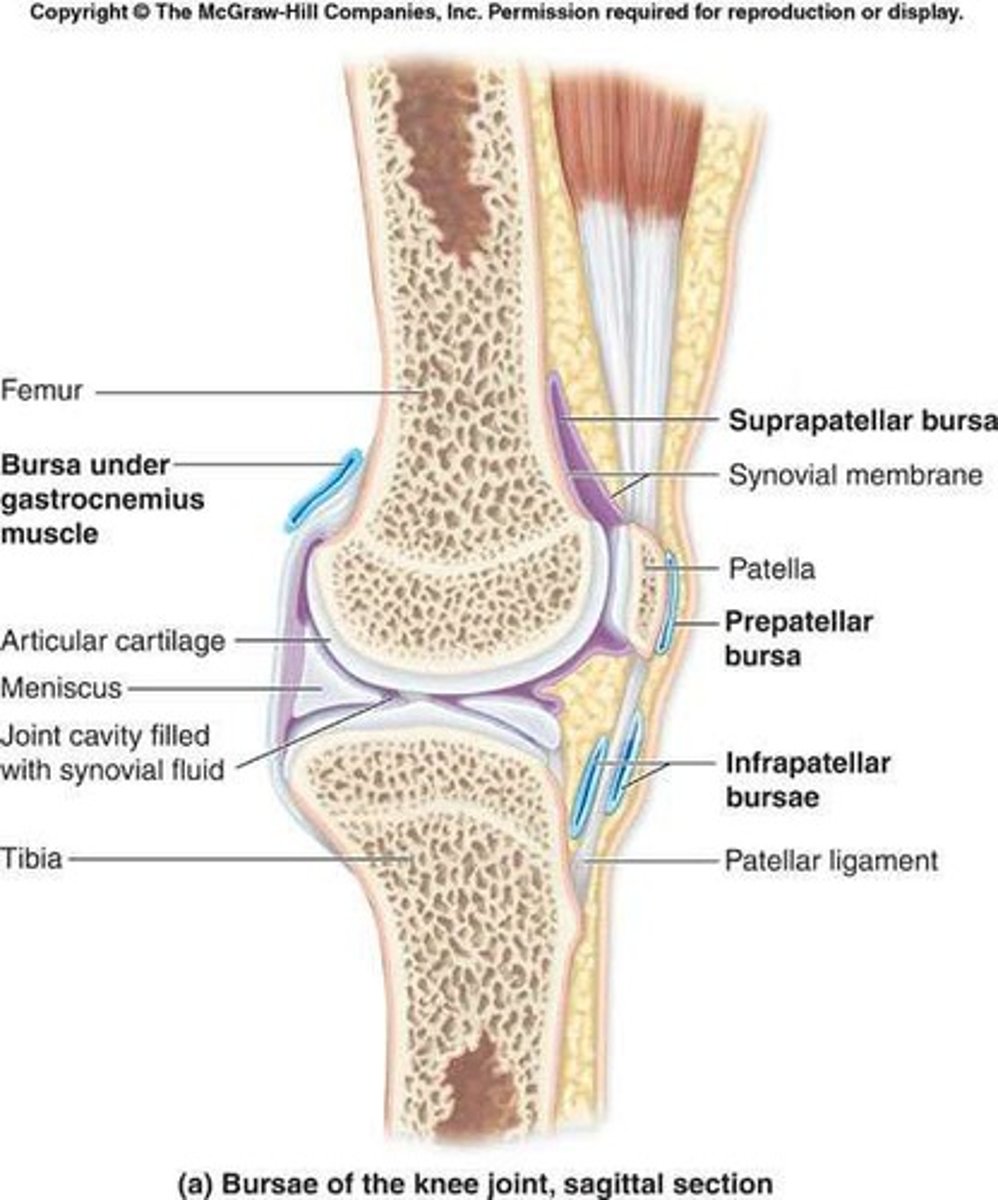 <p>They decrease friction during movement.</p>