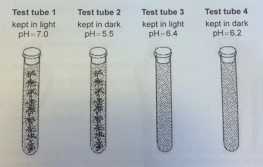 <p>An experiment was set up so that each test tube contained water at a pH of 6.3 and a pH indicator. Test tubes 1 and 2 also contained a common pond autotroph. Carbon dioxide dissolves in water and forms carbonic acid. After three days the four test tubes were found to have these results.</p><p>What conclusion can be drawn from test tube 1 and test tube 2?</p>