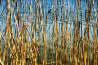 <p><span>reed</span></p>
