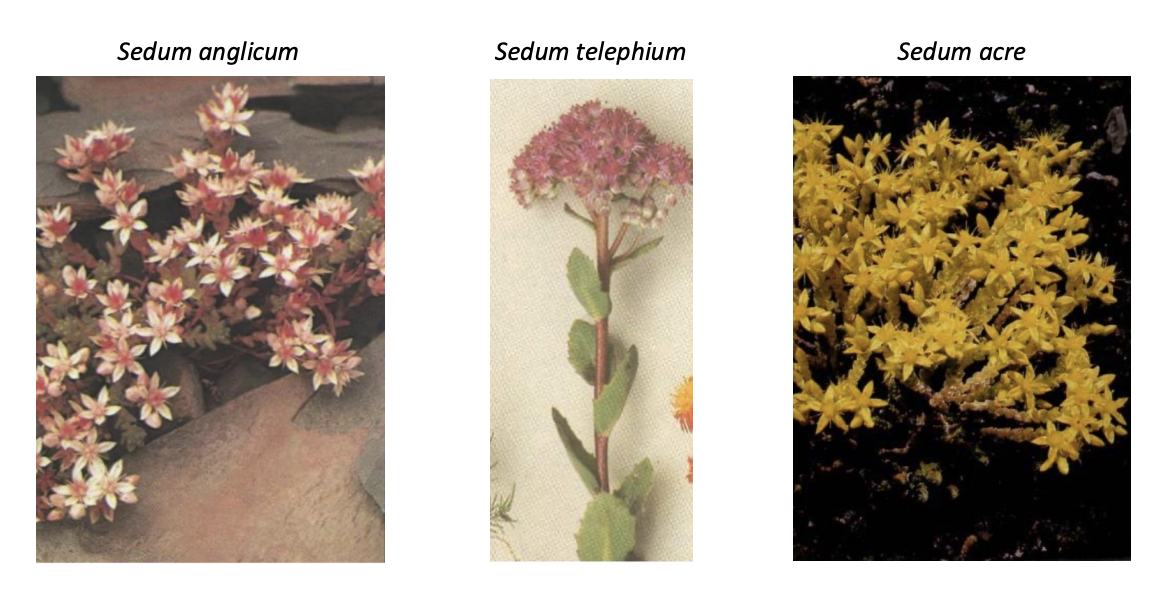 <ol><li><p>Sedum anglicum</p></li><li><p>Sedum telephium</p></li><li><p>Sedum acre</p></li></ol><p></p><p><em>SEDUM family</em></p><p></p>