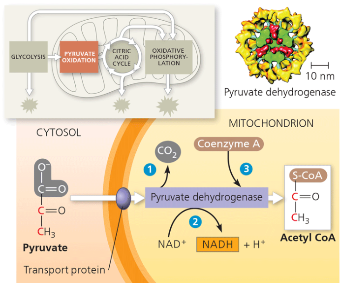 <p>pyruvate oxidation </p>