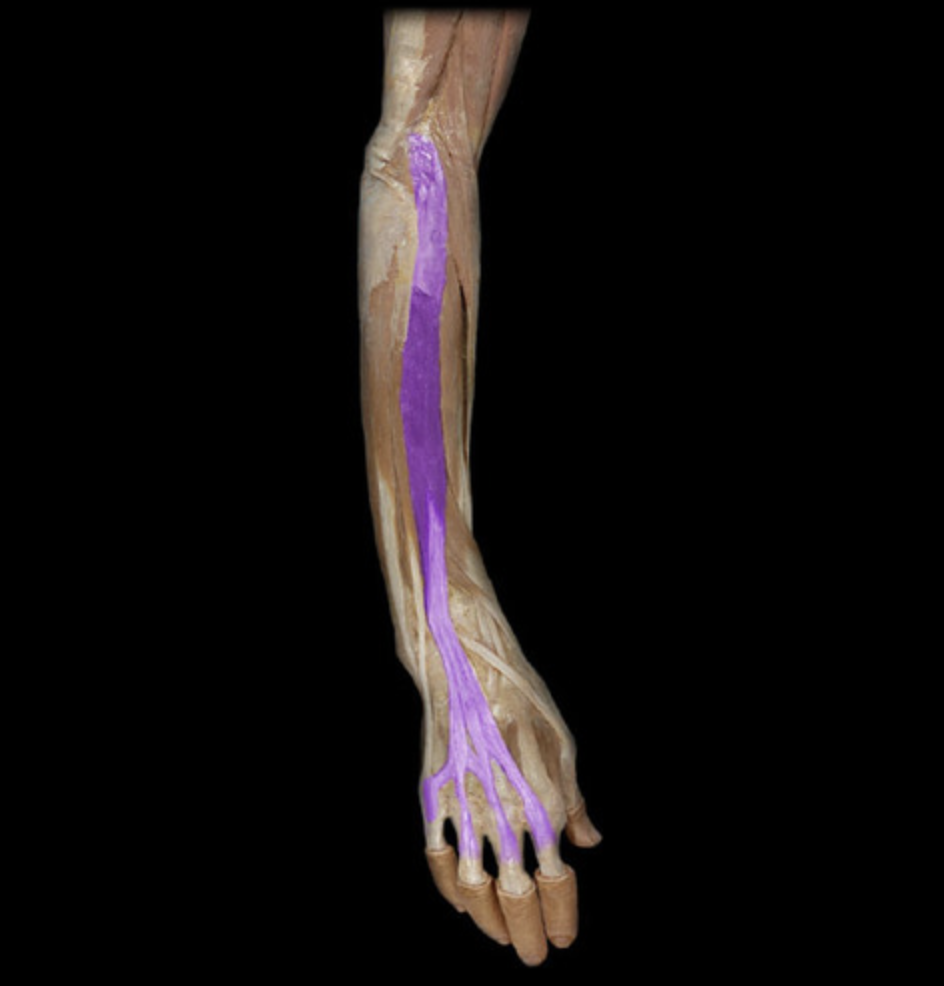 <p><em>table 5, radial n (C7-C8), MCP/DIP extension digits 2-5</em><br><em>O: lateral epicondyle of humerus</em></p>