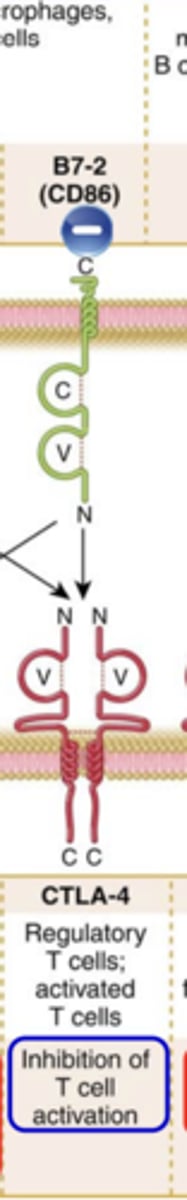 <p><strong>Ligand that binds to it</strong>: B7-2 (CD86)</p><p><strong>Expression on T cells</strong>: Regulatory T cells; activated T cells</p><p><strong>Major function</strong>: <strong><span class="bgB">Inhibition of T cell activation</span></strong> ***</p>