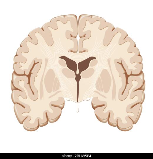 <p>D<span>ivides the body into front (anterior) and back (posterior) regions</span></p>