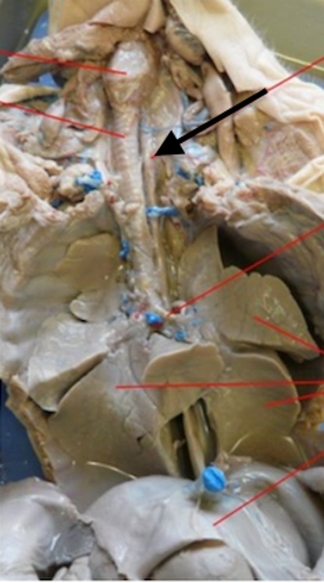 <p>Muscular tube connected from the pharynx to the cardiac sphincter of the stomach, propelling food to the stomach. To find this organ, look for the box like larynx, then follow it down to the trachea, and look for a thinner tube hidden behind the trachea.</p>