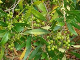 <p>Olive</p>