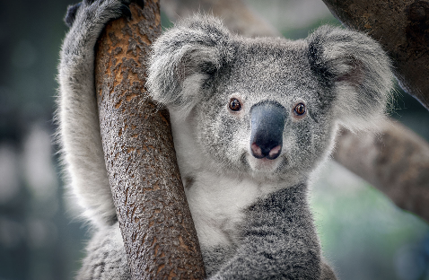 <p>koala</p>