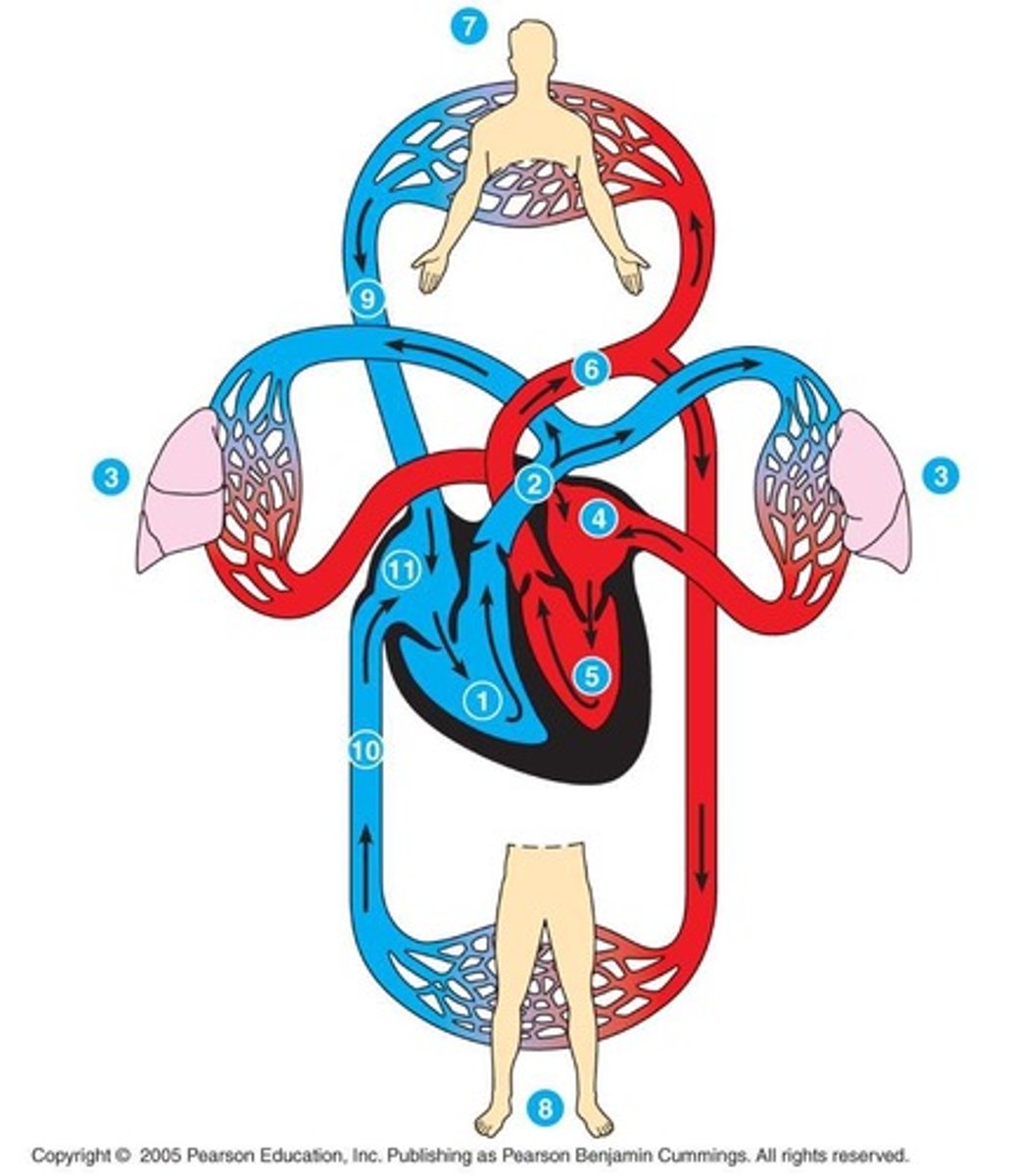 <p>Birds and mammals, including humans.</p>