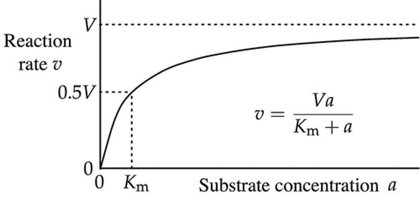 <p>The rate of enzyme-catalyzed reactions as a function of substrate concentration.</p>