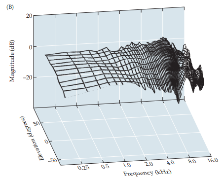 <p>different intensities of the same sound hit the ear based on how they traveled (azimuth &amp; elevation), providing depth to auditory cues</p>