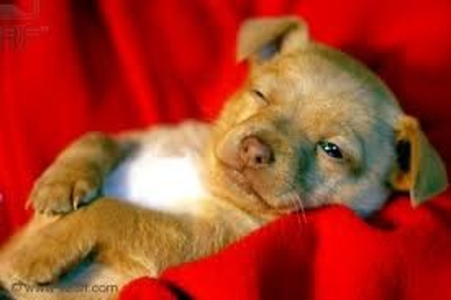 <p>to go to sleep/to fall asleep</p>