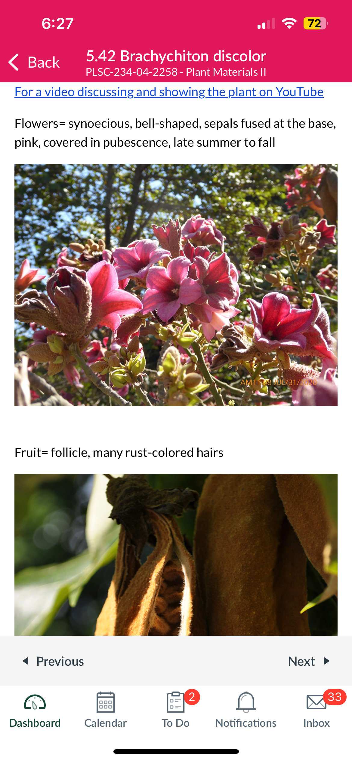 <p>Brachychiton discolor</p>