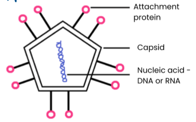 <ol><li><p>Nucleic acids (RNA or DNA) surrounded by capsid (protein coat protects genetic material)</p></li><li><p>attachment proteins allow attachment to specific host cells</p></li><li><p>no cytoplasm, ribosomes, cell wall, cell-surface membrane etc</p></li><li><p>some also surrounded by a lipid envelope e.g. HIV</p></li></ol><p></p>