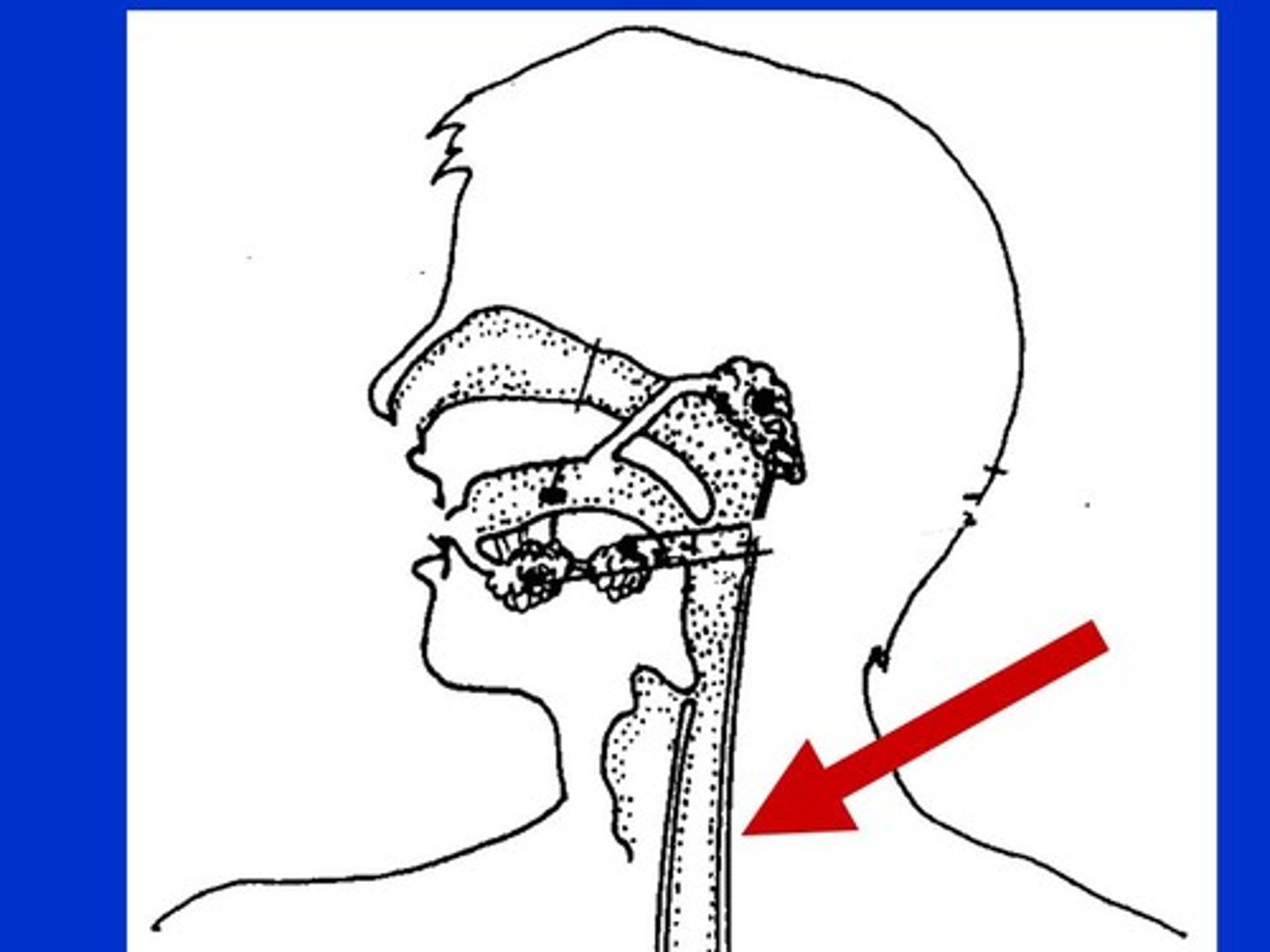 <p>Tube connecting the mouth and the stomach.</p>