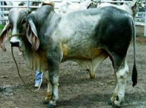 <p>Indu Brazil</p>