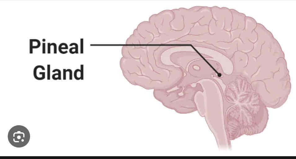 <p>Pineal Gland</p>