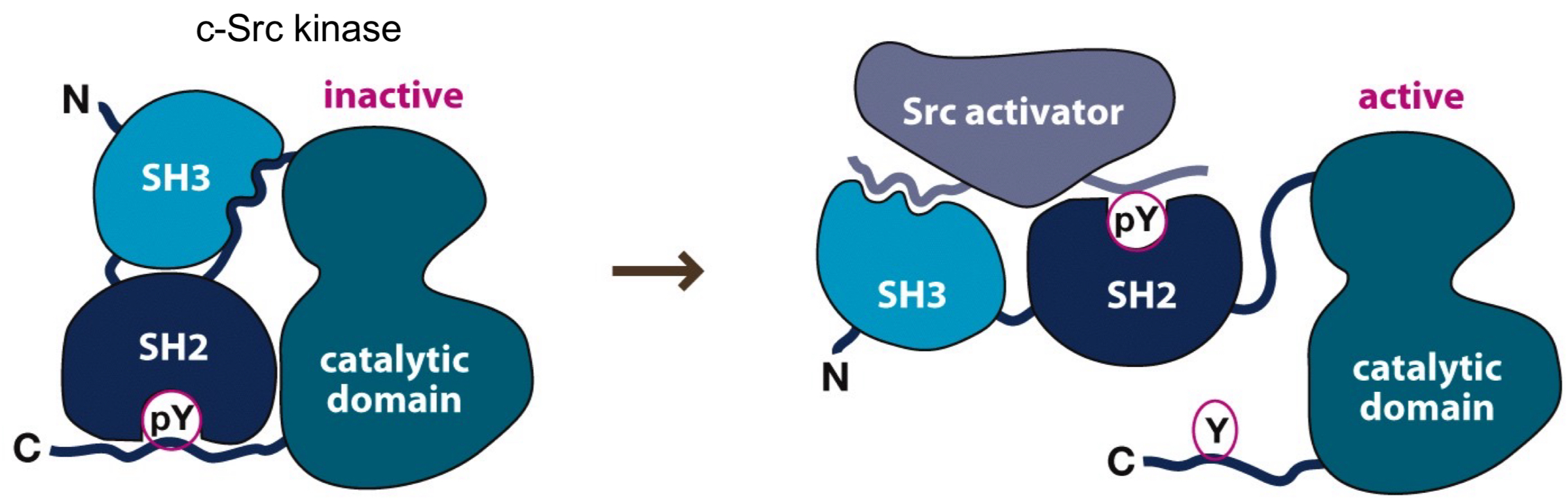 <ul><li><p>switchable: be able to turn on + off in response to cellular signals</p><ul><li><p>crucial for precise control, preventing overactivation, dynamic signaling</p></li></ul></li></ul><p></p>