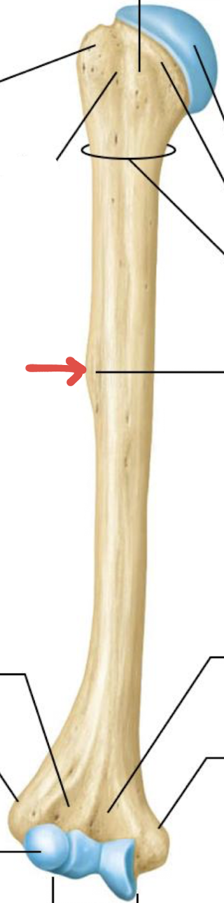 <p>what is this part of the humerus?</p>
