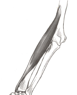 <p><strong>Origin</strong>: lateral supracondylar ridge of humerus</p><p><strong>Insertion</strong>: radial styloid process</p><p><strong>Action</strong>: elbow flexion with hand in neutral position</p>