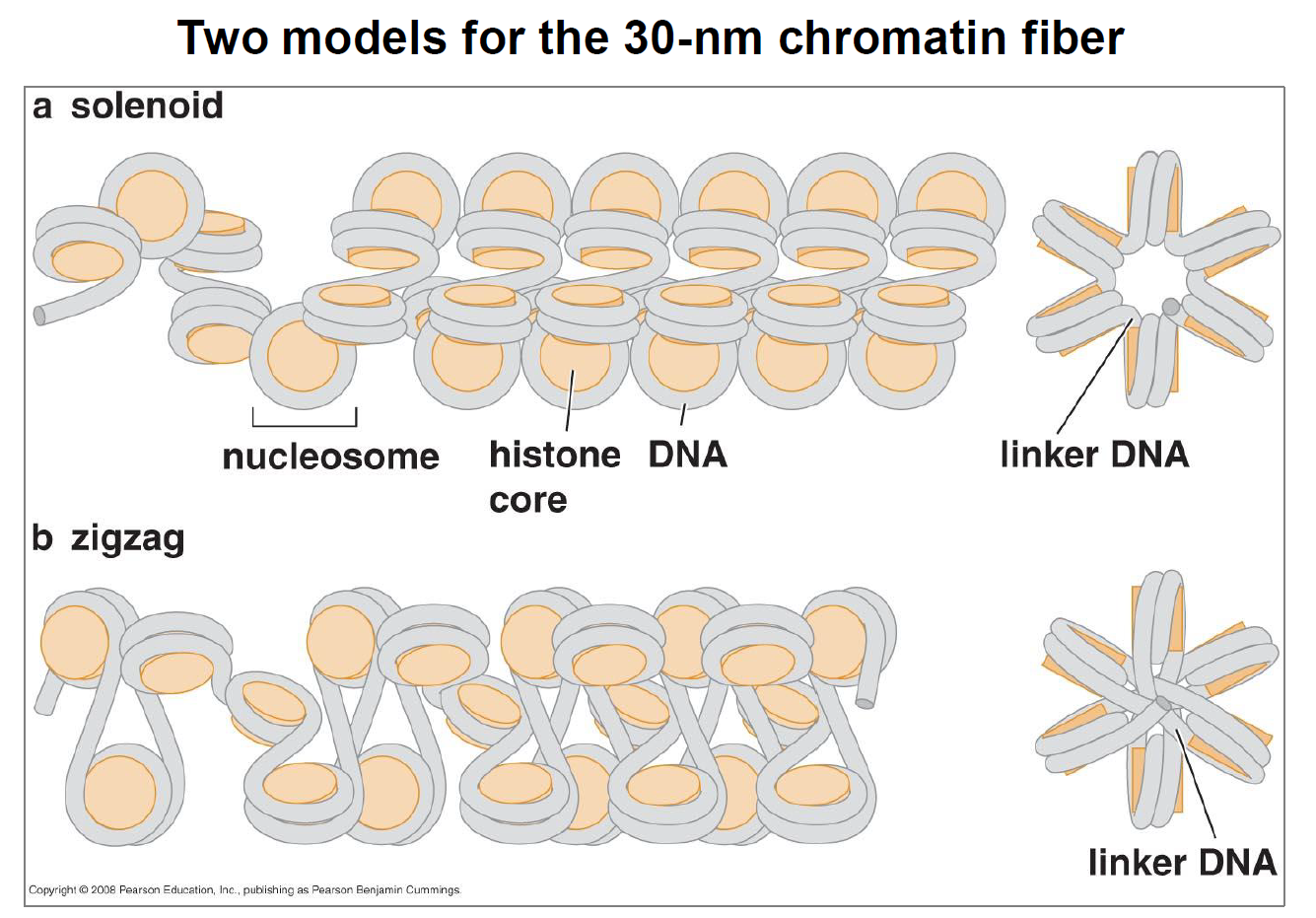 <p>Solenoïde et zigzag</p><p>Vrais, les boucles sont principalement formées de 30 nm chromatine fiber mais possède aussi des 10 nm chromatine fiber ainsi que du naked DNA.</p>