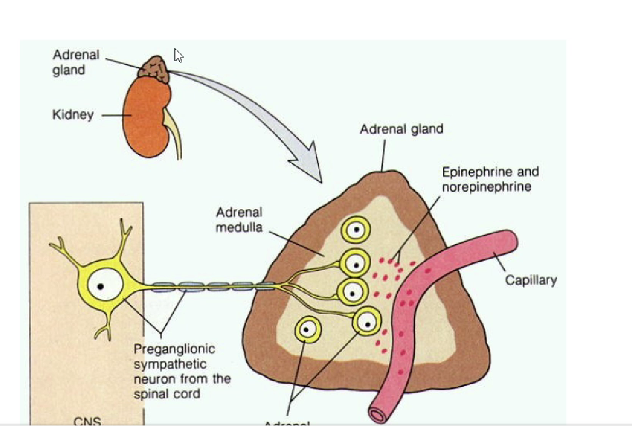 <p>Alpha and beta androgenic receptors</p><p>Chromaffin cells produce adrenaline and noradrenaline</p><p>Blood supply = past cortex to the medulla </p>