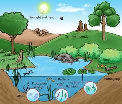 <p>An ecosystem is a group of organisms that interact, and together they keep the balance. Ecosystems vary in size, so something as small as or smaller than a rock can be an entire ecosystem, like the little bugs under a rock. And technically, the entire world is an ecosystem.</p>
