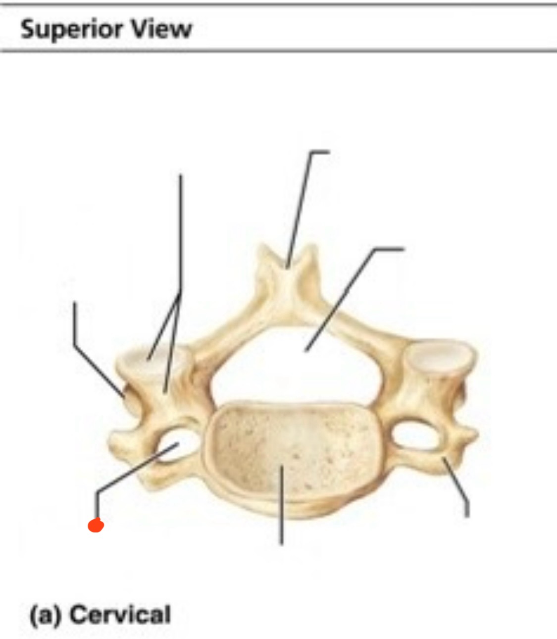 <p>Cervical vertebrae</p>