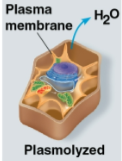 <p>Plasmolyzed</p>
