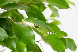 <p><span>Evergreen tree with glossy, dark green, oval leaves. Popular as an indoor ornamental plant.</span></p>