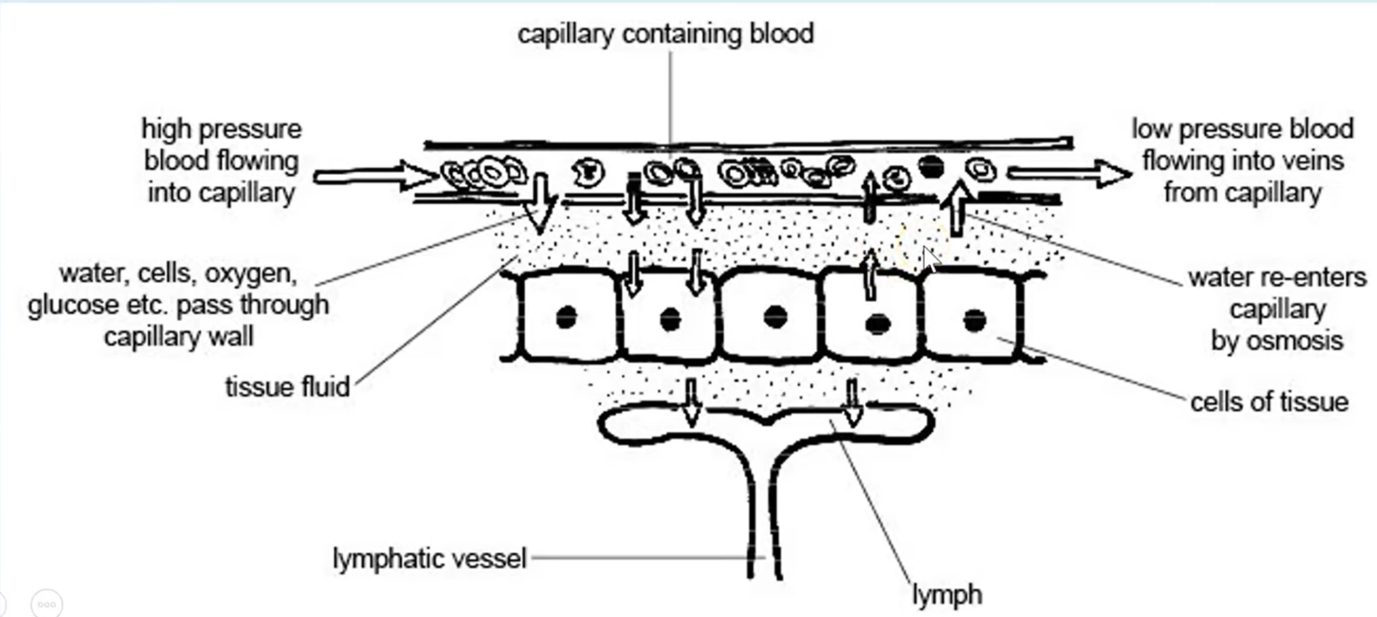 <ol><li><p>Large molecules (e.g. proteins &amp; red blood cells) remain in the capillaries, as they are too big to pass through &amp; therefore, lower the water potential</p></li><li><p>Towards the venule end of the capillaries, the hydrostatic pressure is lowered due to the loss of liquid &amp; the water potential is very low</p></li><li><p>Water re-enters the capillaries by osmosis, as osmotic pressure is greater than hydrostatic pressure</p></li></ol><p></p>