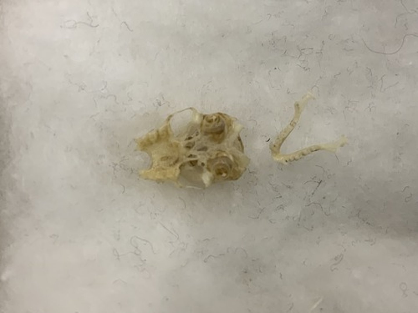 <p>Genus</p><p>-big split palate</p><p>-1 I</p><p>-5 cheek teeth</p>