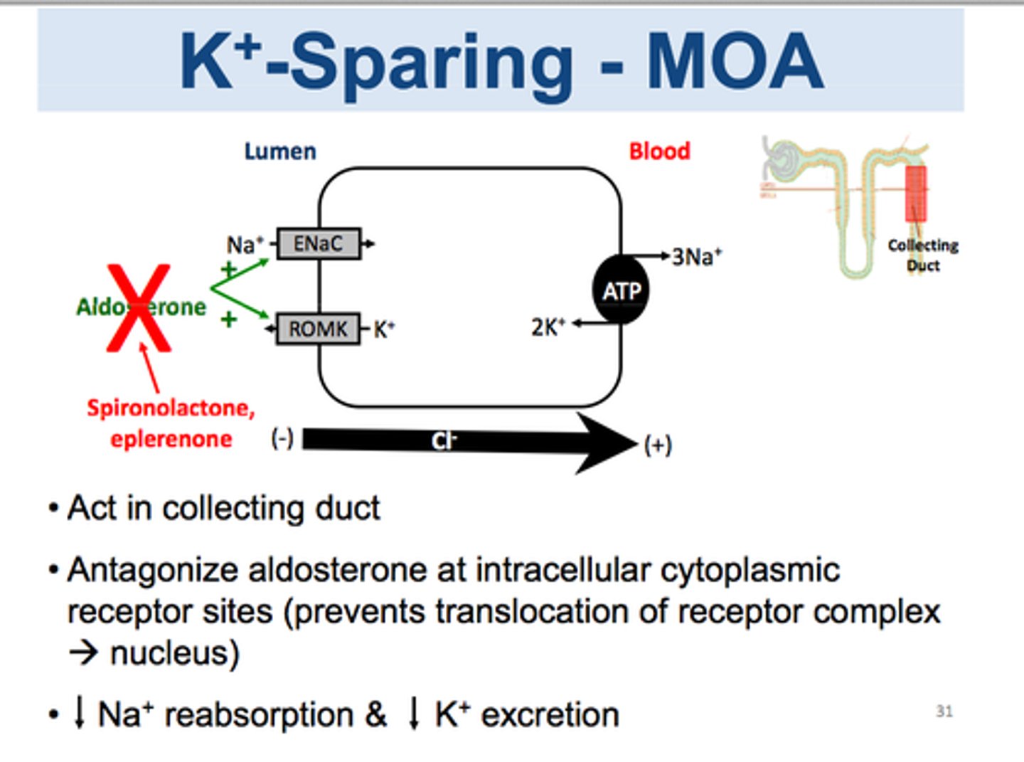 <p>spironolactone (Aldactone), eplerenone (Inspra)</p><p>- MOA: competitive antagonists of aldosterone at the mineralocorticoid receptor</p><p>- used for: HTN unresponsive to other therapies</p><p>- ADE: hyperK; activates progesterone and estrogen receptors (spiro only)</p><p>- DDI (eplerenone): CYP3A4 inhibitors</p><p>- eplerenone has greater specificity for the MR</p>