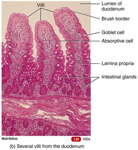 Fingerlike extensions of the intestinal mucosa that increase the surface area for absorption
