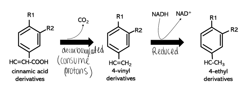 <p>Vinyl Phenols</p><ol><li><p>Source: decarboxylation &amp; reduction of phenols - off-character, phenolic, animal</p></li><li><p>Organisms involved</p><ul><li><p>Brettanomyces/Dekkera (major prducers)</p></li><li><p>LABs (first step)</p></li></ul></li></ol><p></p>